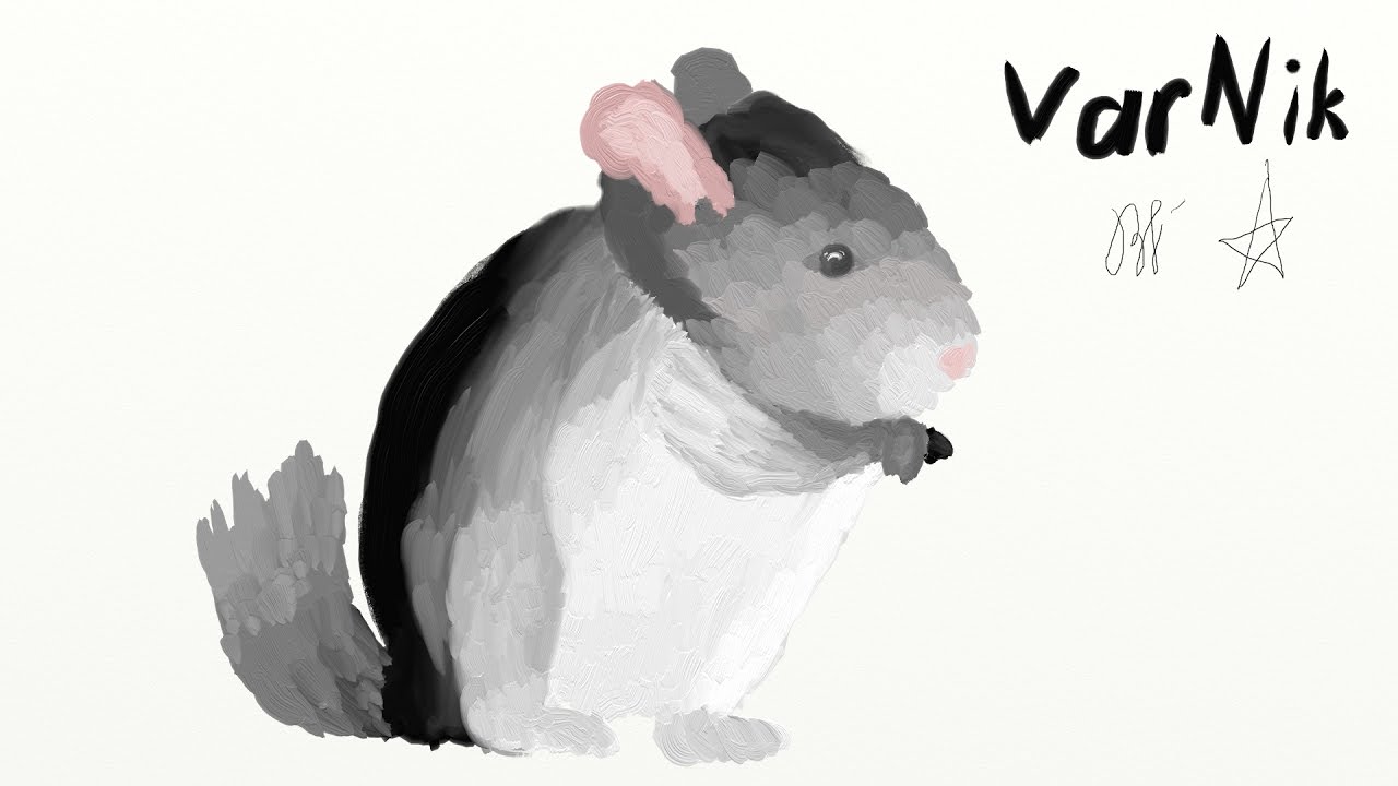 1280x720 chinchilla