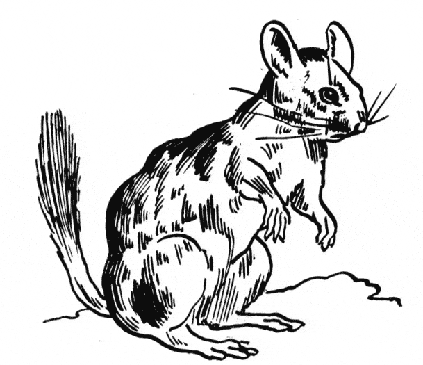 609x525 chinchilla coloring page