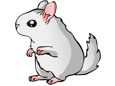480x360 collection of free chinchilla drawing sketch download on ui ex