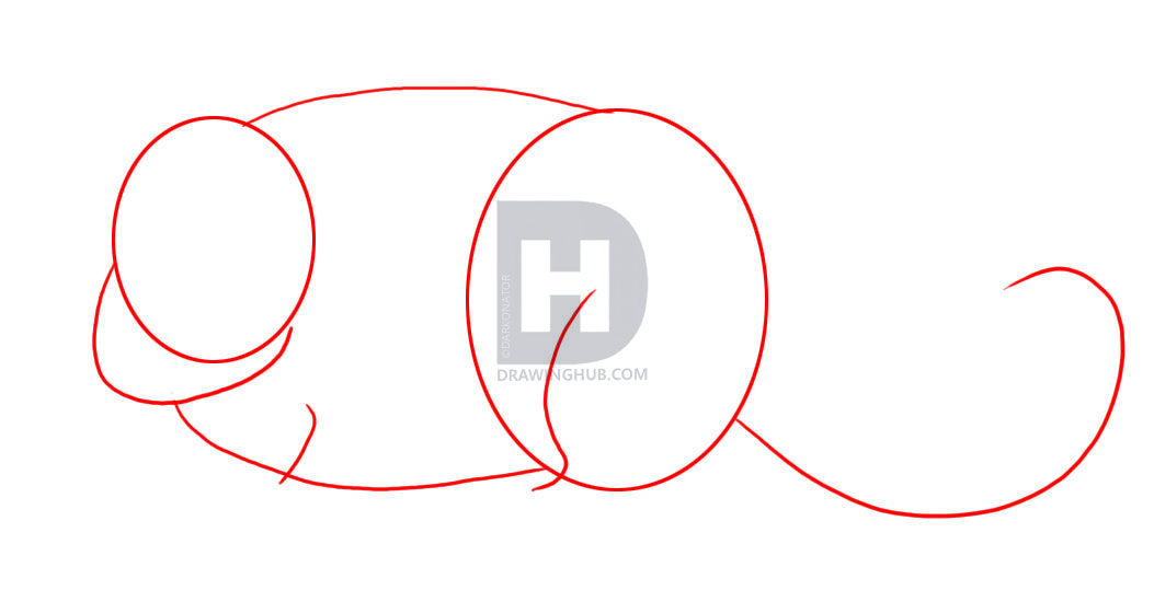 1053x550 how to draw a chinchilla, step