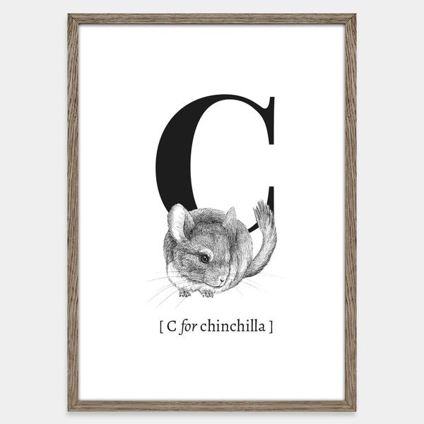 600x600 C For Chinchilla