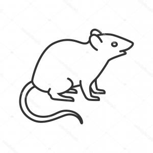 300x300 chinchilla cute small rodent animal vector sohadacouri