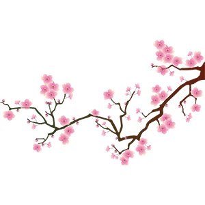 300x300 Japanese Cherry Blossom Download Free Clipart With A Transparent