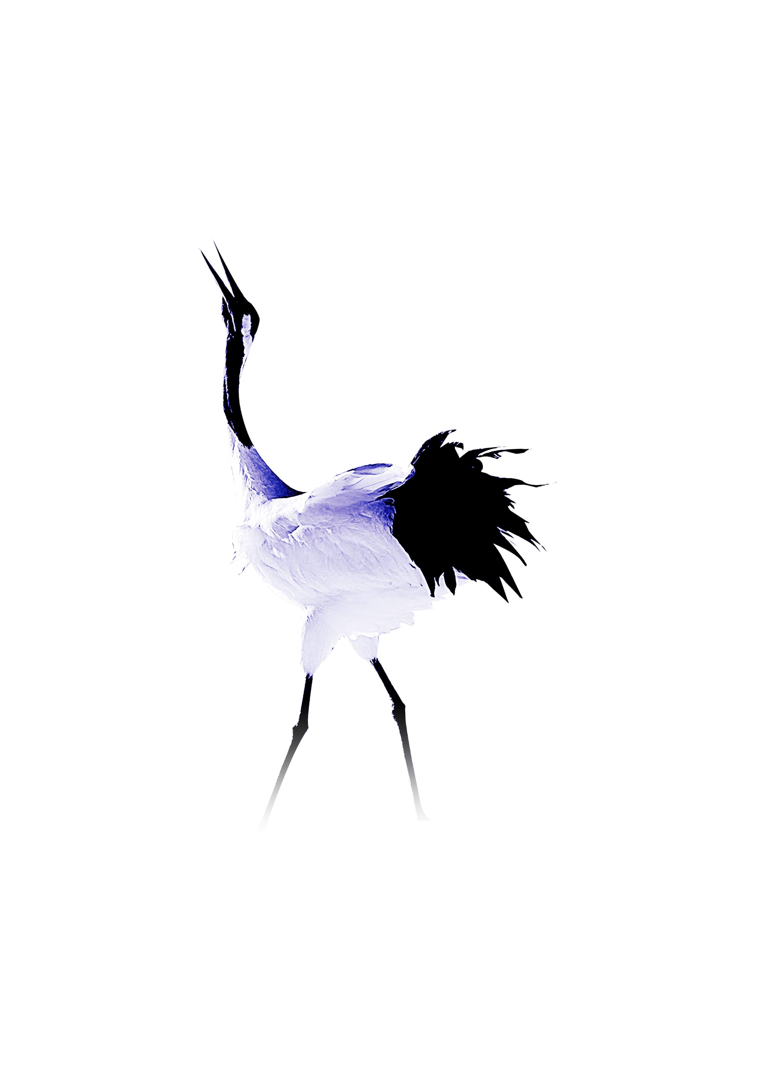 2480x3508 Collection Of Free Birds Vector Crane Download On Ui Ex