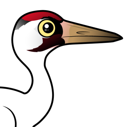 440x440 Cute Whooping Crane