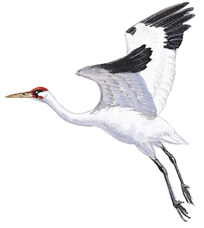400x447 Chinese Crane Drawing