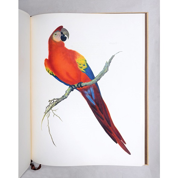 591x591 Chinese Natural History Drawings