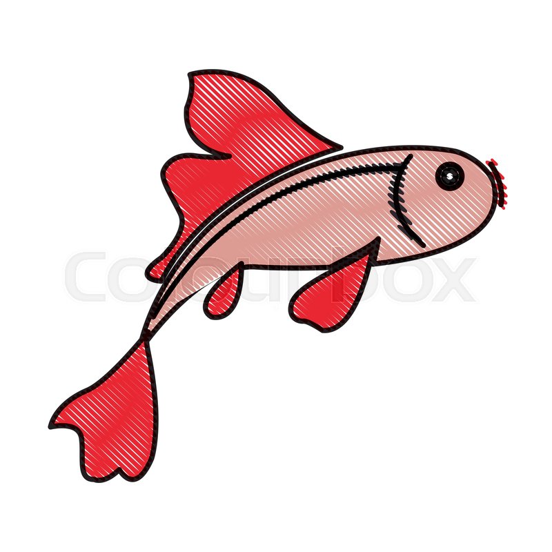 800x800 Drawing Fish Koi Chinese Animal Asian Stock Vector Colourbox