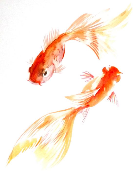 570x719 Goldfish Original Watercolor Painting X