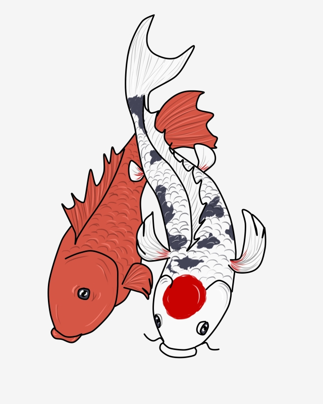 640x800 red fish koi carp, chinese koi, white, fish png clipart image
