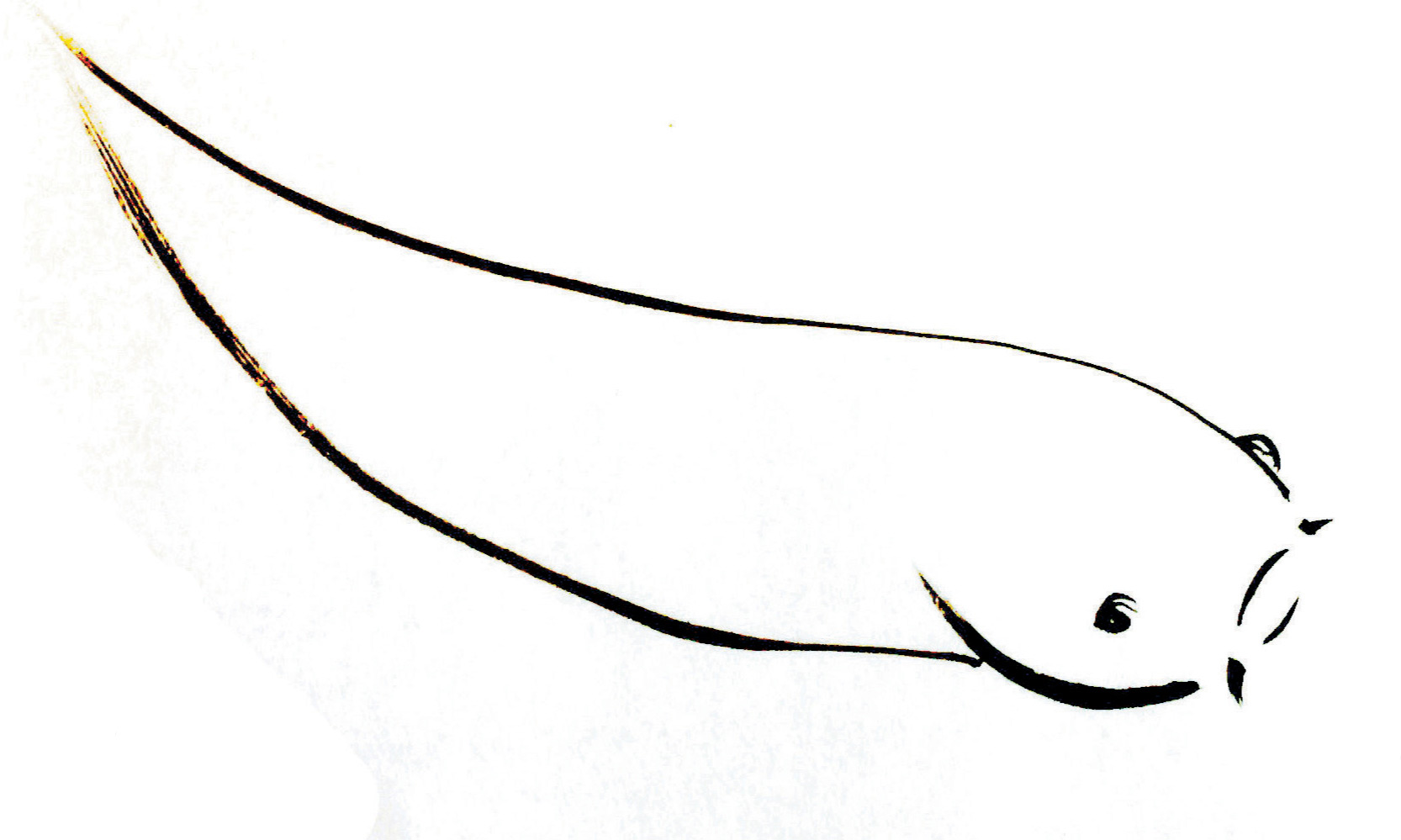 1666x999 Adding Color