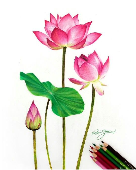 540x676 flower drawing art in watercolor art, watercolor