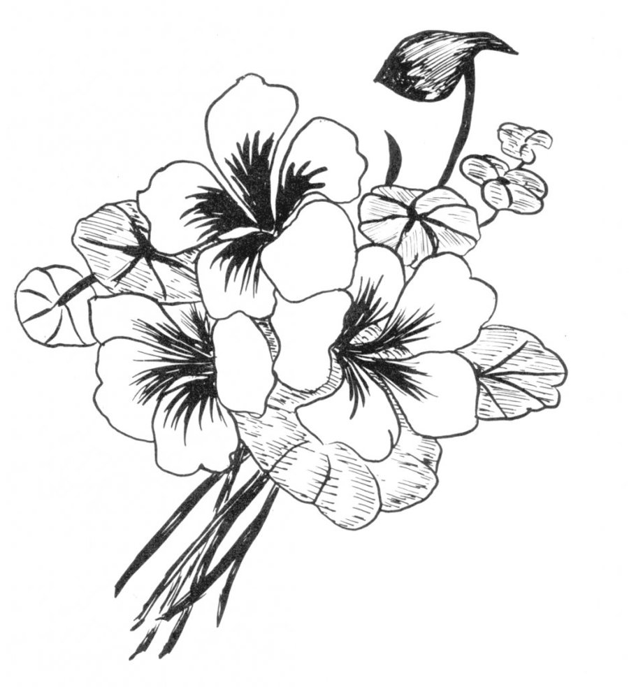 900x983 Flowers Pictures For Drawing