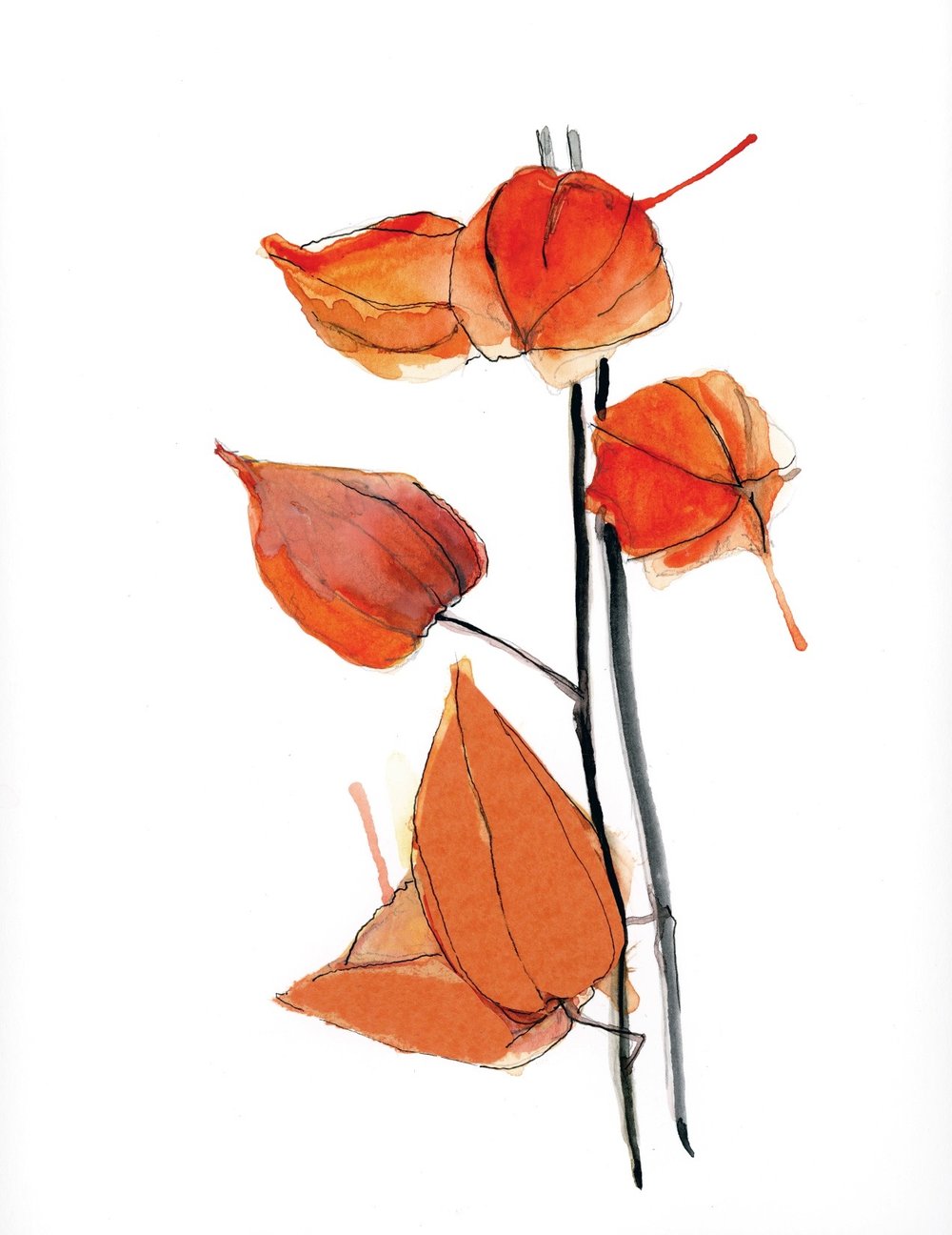 1000x1296 Chinese Lantern Lacott Fine Art