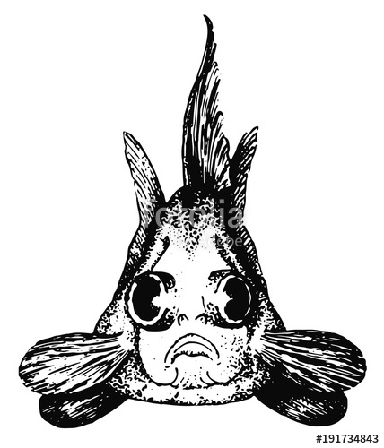 428x500 Chinesischer Tiger Teleskop Goldfisch