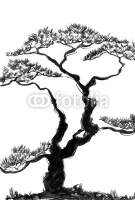 270x400 Chinese Pine Watercolor And Ink Illustration In Style Sumi E, U