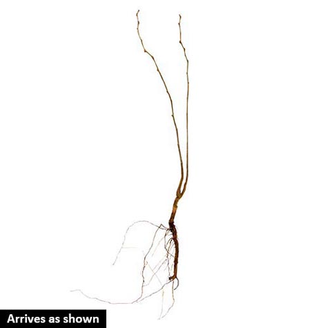 475x475 Superior Chinese Chestnut Tree Gurney's Seed Nursery Co