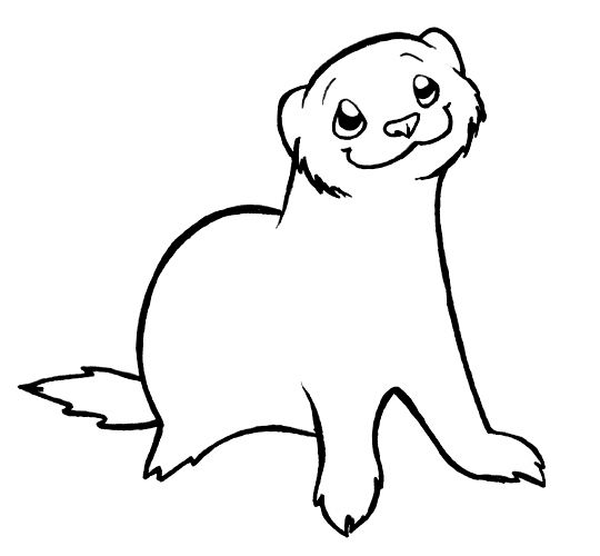 540x500 Chino Ferret