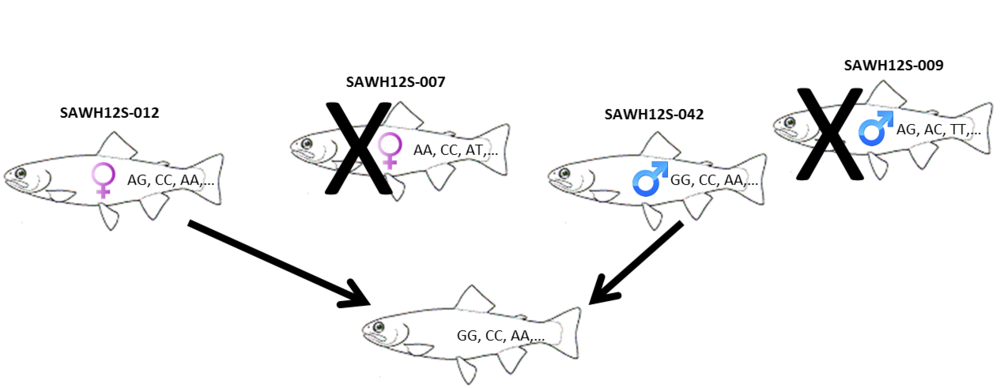 1000x388 parentage based tagging of snake river chinook salmon