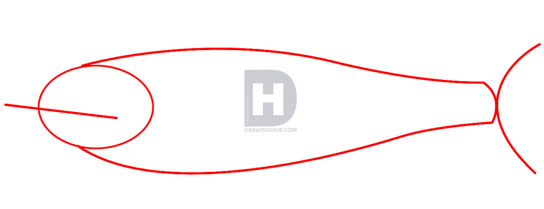 1080x416 How To Draw A Salmon, Step