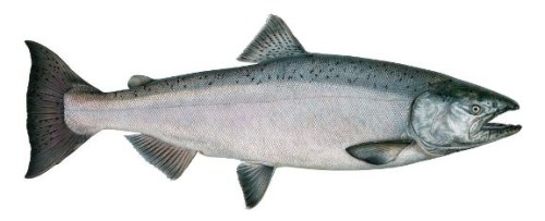 500x203 Salmon