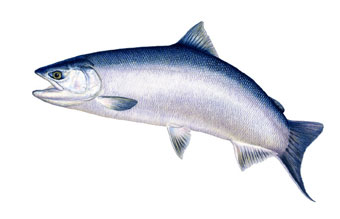 340x219 Salmon Species Diversity