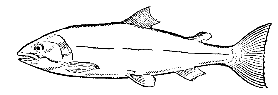 946x323 Salmon Free Black And White Fish Clipart