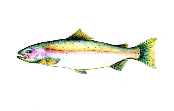 570x366 Steelhead Salmon Art Print Of A Drawing Available