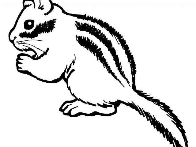 chipmunk drawing