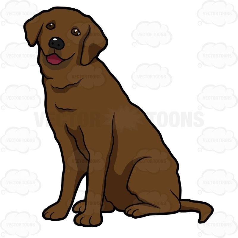 800x800 Happy Looking Chocolate Labrador Sitting