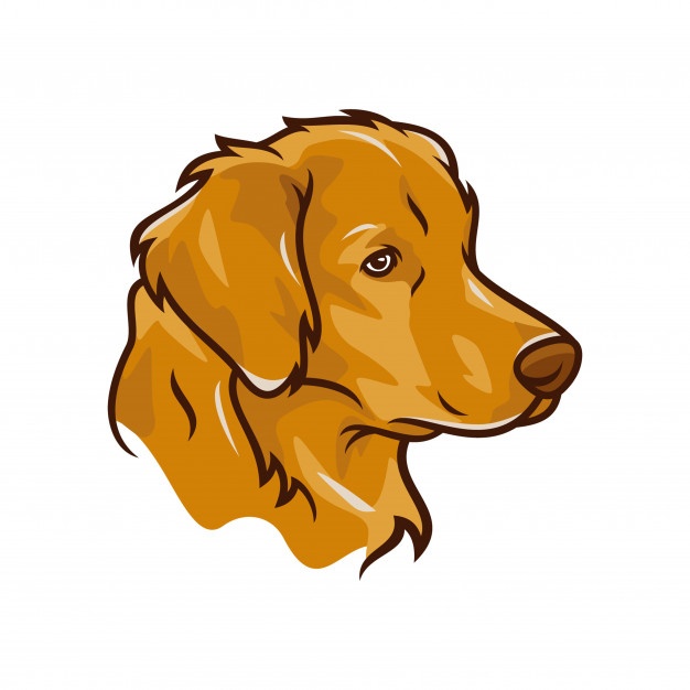 626x626 Labrador Vectors, Photos And Free Download