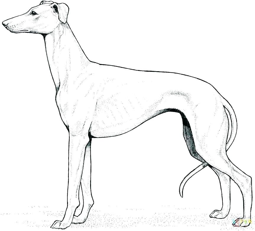 863x782 Retriever Puppy Coloring Pages Raccoon