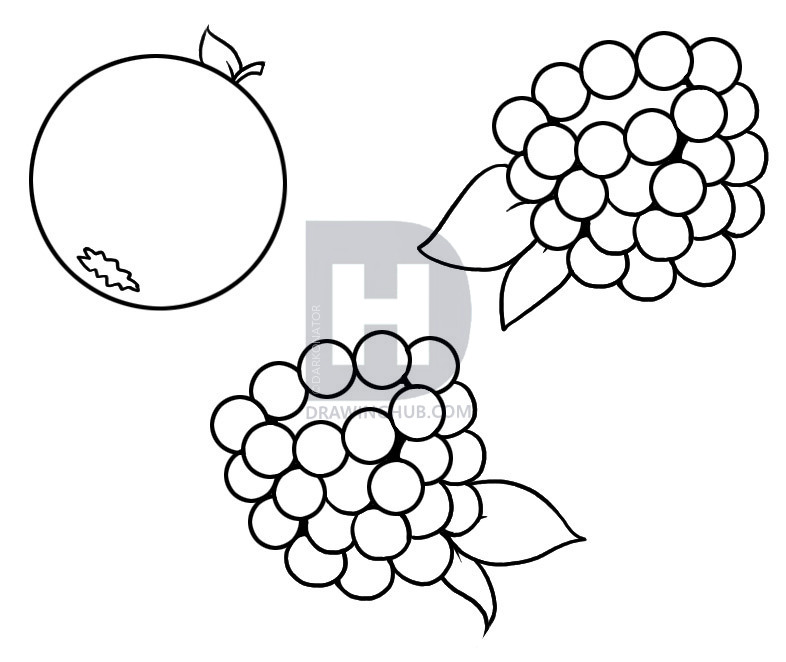 786x662 How To Draw Berries, Step