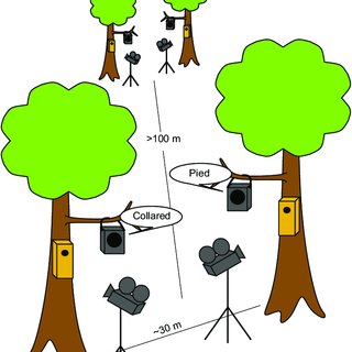 320x320 schematic drawing of song choice trials at least m