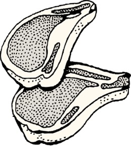 260x300 Nose, Transparent Png Image Clipart Free Download