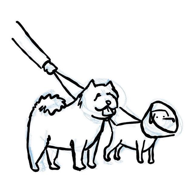 640x640 dog wat i saw on twitter big chow chow and his shame coned