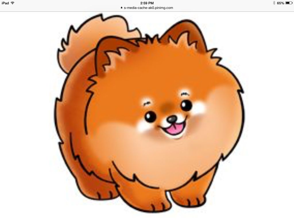 1024x768 pomeranian dog breed information cute images animal drawings
