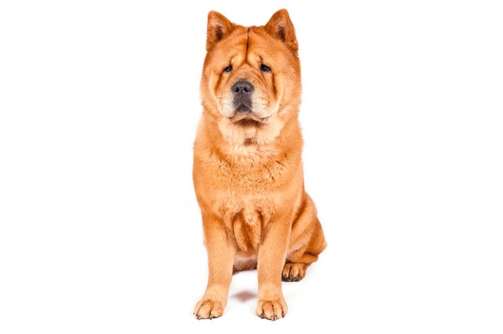 729x485 Chow Chow Dog Breed Information