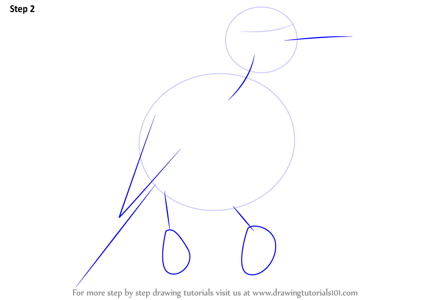 844x598 Learn How To Draw A Brown Thrasher