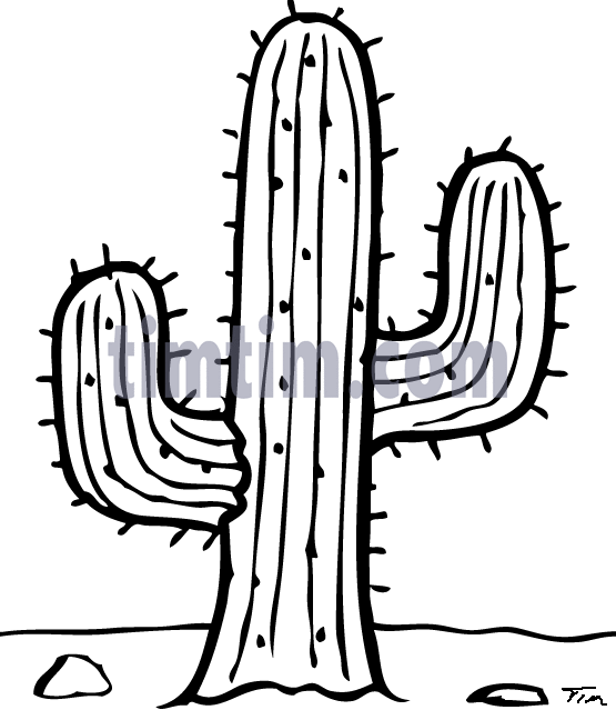 555x648 Cactus Drawing Free Download