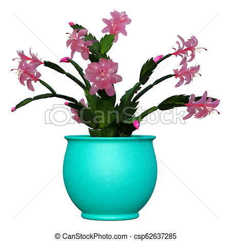 450x470 Rendering Christmas Cactus On White Rendering Of A Pink