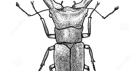 471x250 Big Beetle Drawing Beatles Band Designs Vw Cutaway Botanical Cad