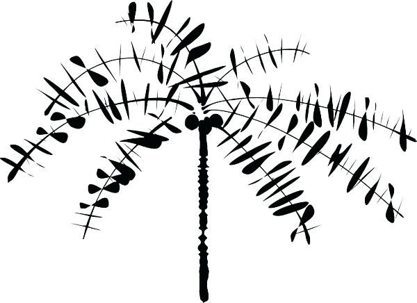 600x436 Outline Of A Tree Palm Tree Drawing Outline Pictures Reference