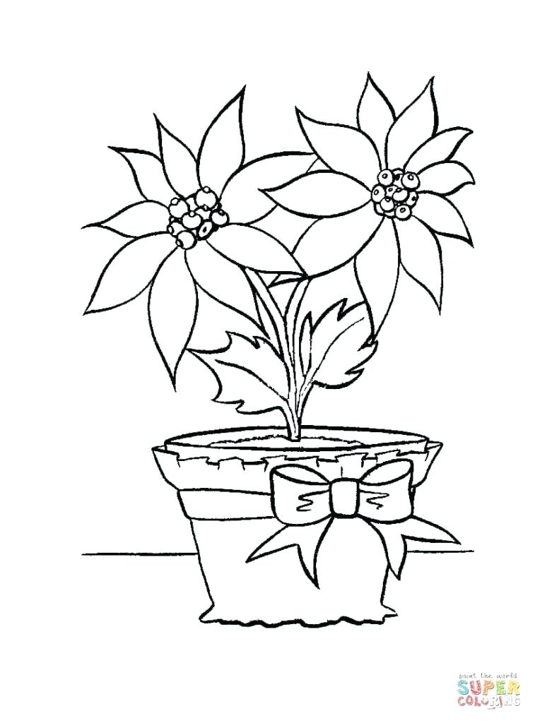 757x1024 Christmas Flowers Coloring Pages Poinsettia Flower Bloom