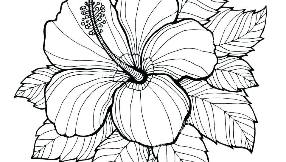 960x544 Large Coloring Sheets