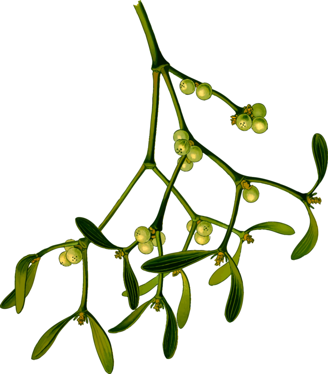 Christmas Mistletoe Drawing | Free download on ClipArtMag