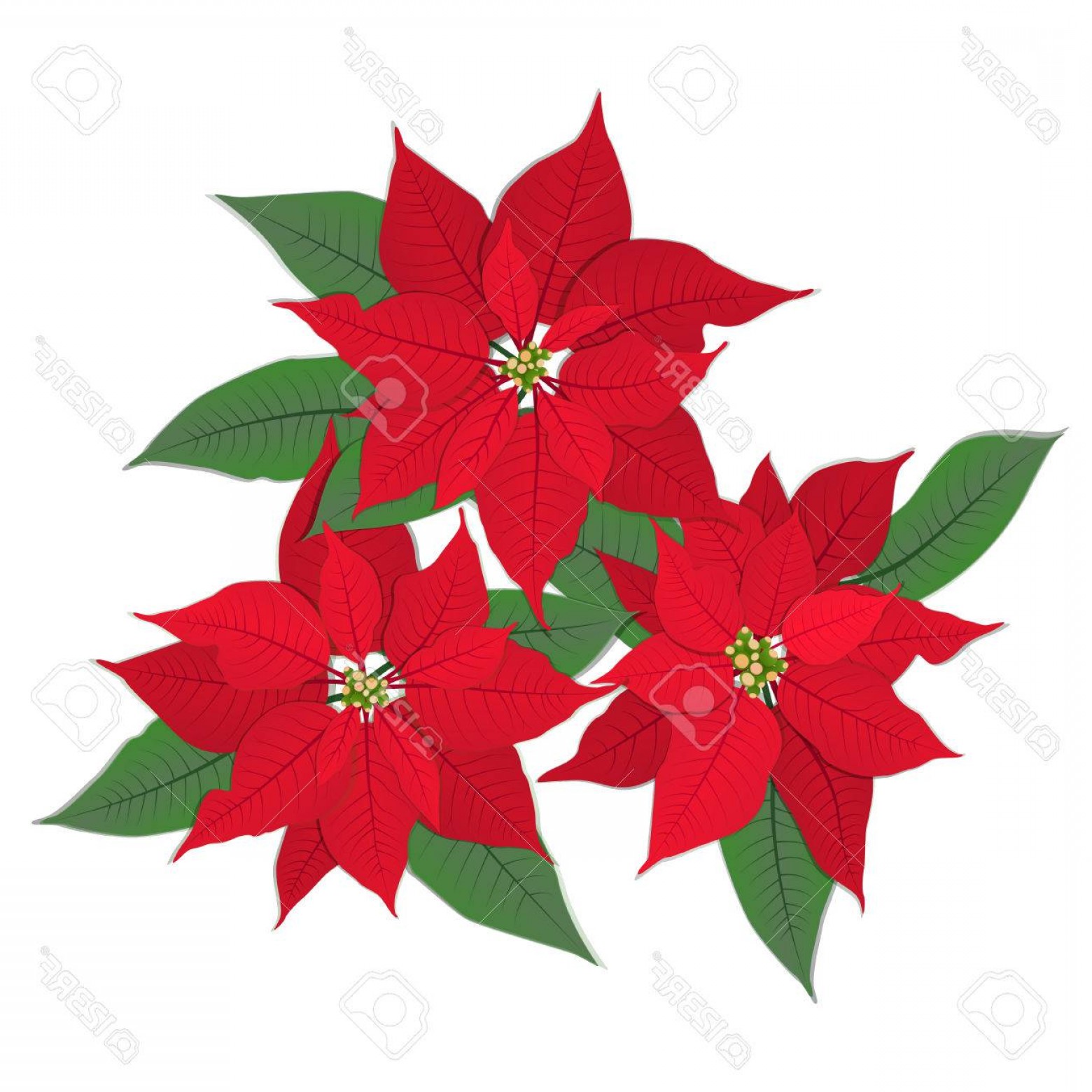 1560x1560 Photostock Vector Red Christmas Flower Poinsettia Isolated