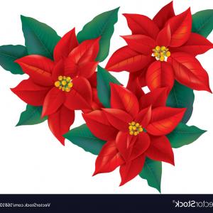 300x300 Poinsettia Flower Hand Drawn Icon Outline Sketch Doodle Vector