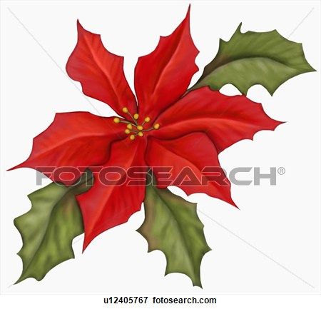 450x433 Poinsettia Drawing