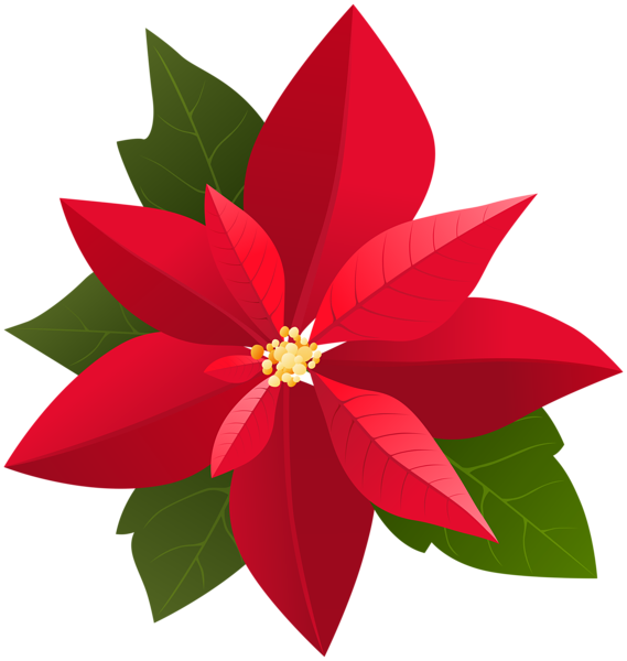 569x600 Collection Of Free Poinsettia Drawing Outline Download On Ui Ex